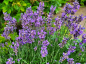 Preview: Lavendel Hidcote Blue stain blaue blüten